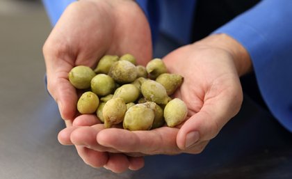 Kakadu plums Kakadu plums